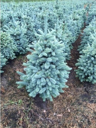 Picea pungena Christmas Blue --500x500
